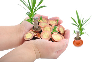 Hand and coins with plant