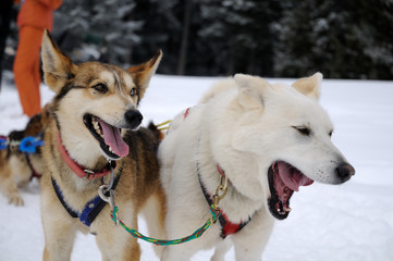 Sled dogs