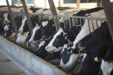 cow farm agriculture bovine milk