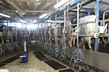 cow farm agriculture milk automatic milking system