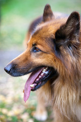 Collie - Schottischer Schäferhund