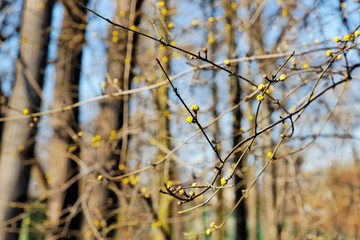 Spring has just shown up