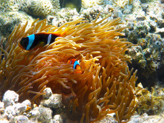Fototapeta na wymiar Two-banded clownfishes