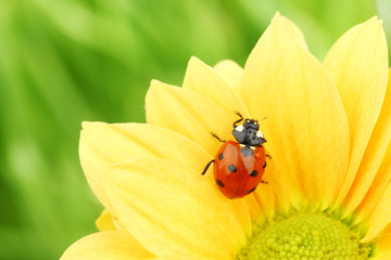 Naklejka premium ladybug on yellow flower