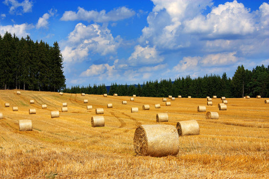 bales of straw in field between woods