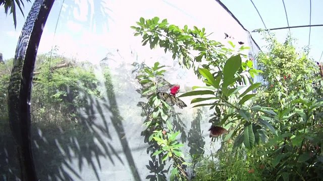 Papillons au ralenti.