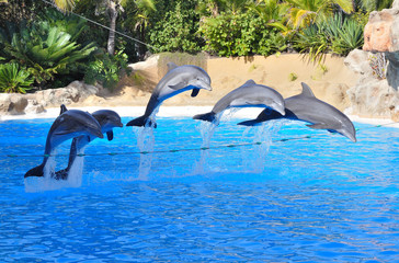 Delfines mulares durante espectáculo.