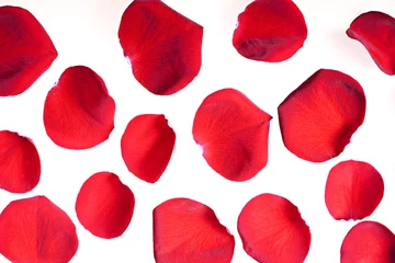Crédence de cuisine en verre imprimé Roses Red rose petals on white.