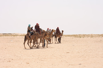 camels and sahara