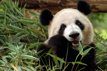 Deurstickers Panda Panda eet bamboe