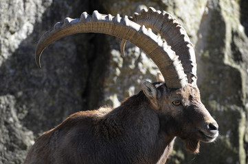 Alpensteinbock Prträt