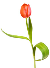 Beautiful tulip isolated on white background. - 21442779
