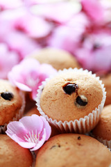 muffins