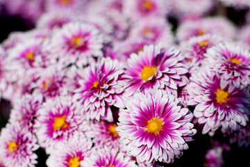 Obraz premium chrysanthemum