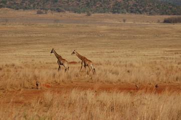 two giraffes