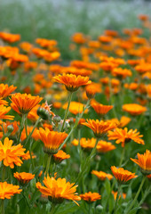 Field of orange wild flowers
