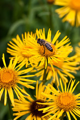 Honeybee on Yellow Flower