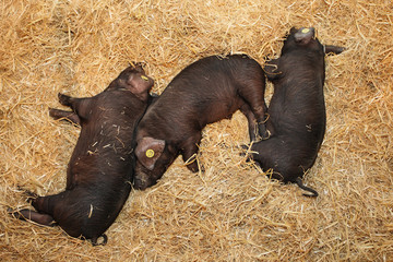 porcelets gascons © Dominique VERNIER