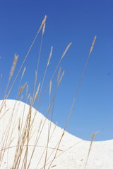 Chalkpit hill with a blade of dry grasses against a blue sky