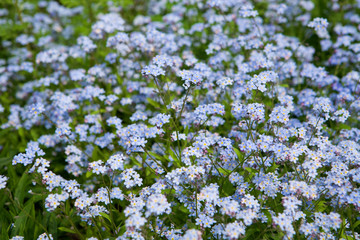 Blue flowers