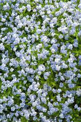 Blue flowers