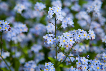 Blue flowers