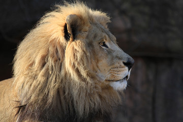 Classic male lion close-up