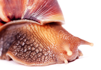 Snail isolated on white background.