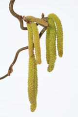 haselnussblüten am zweig