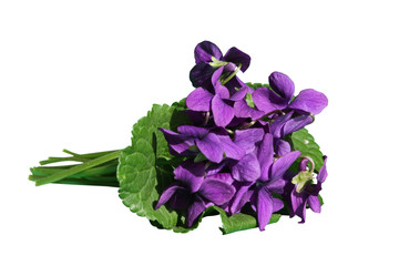 bouquet de violettes