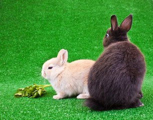 bunnies on grass