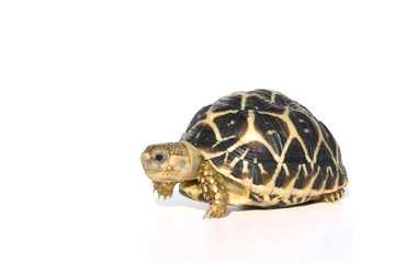 Sternschildkröten (Geochelone elegans)