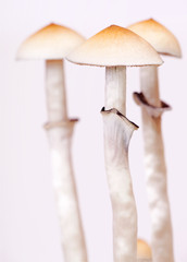 close-up of mushrooms