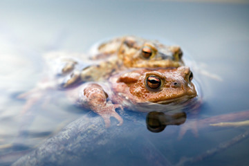 crapaud batracien amphibien anoures marais croâs maraicage