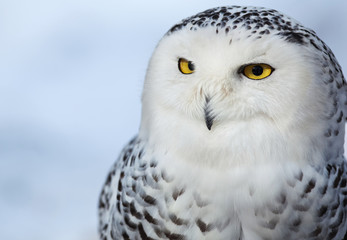 Snowy owl (Bubo scandiacus).