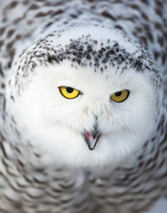 Snowy owl (Bubo scandiacus).