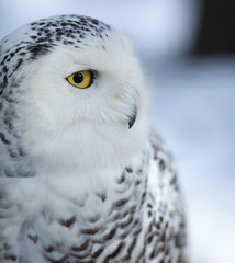 Snowy owl (Bubo scandiacus).