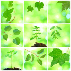 Collage von grünen Blättern