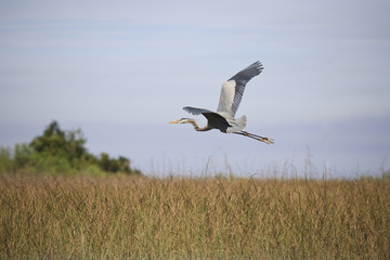 Great Blue Heron in Flight