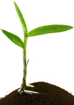 plant orchid&eacute;e, fond blanc