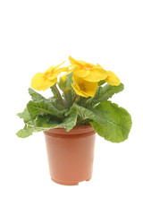 Yellow primula flower