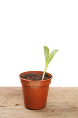 Plant seedling in a pot