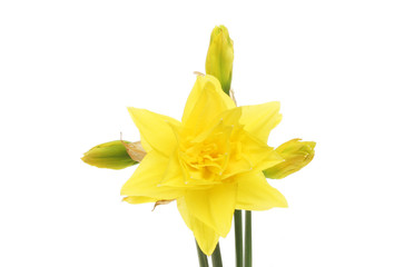 Daffodil flower and buds