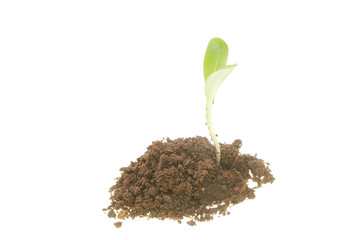 Seedling in soil