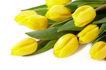 yellow tulips