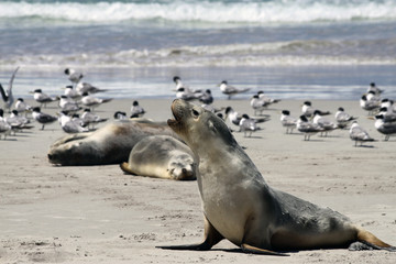 Australischer Seelöwe (Neophoca cinerea). Kangaroo Island