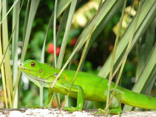 lezard vert de Guyane