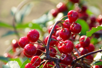 Sauerkirsche - sour cherry 07