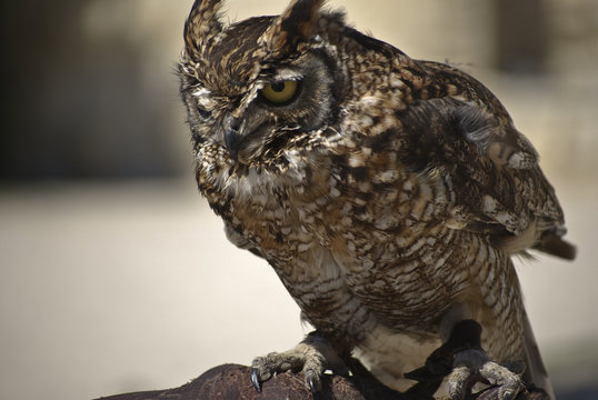 Hibou grand duc # 1