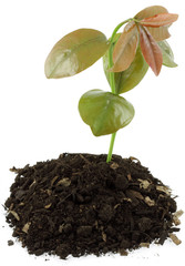 plant cerisier du Brésil, fond blanc